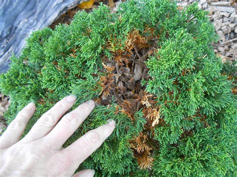 Чем удобрять хвойники, чтобы они хорошо росли и отлично выглядели