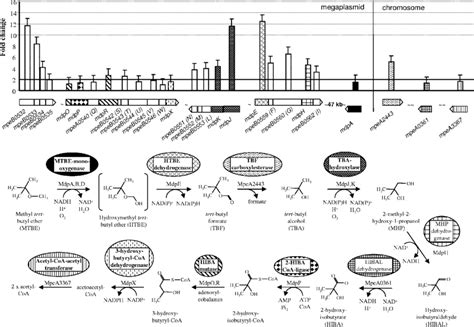 Gene Expression Levels Of The Proposed Mtbe Degradation Regulon And