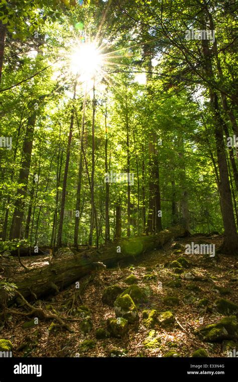 Sunlight Shines Through The Crowns Of Old Trees In A Forest In Austria