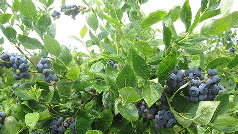 Duke Blueberry Growing Guide How To Start Your Blueberry Garden