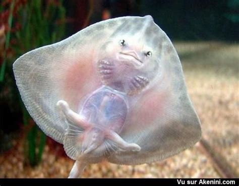 Manta Ray Babies Baby Manta Ray By Jessielloyd On Deviantart ...