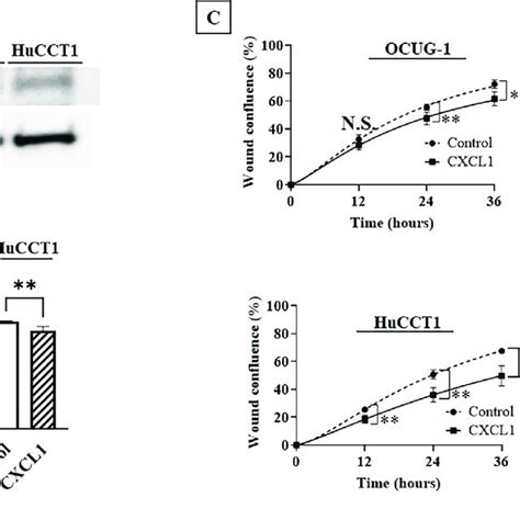 Representative Immunostaining Images Of CXCL1 And CXCR2 Expression A