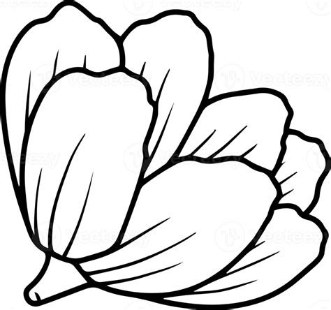 Wild Flower Line Art Illustration 10863865 PNG