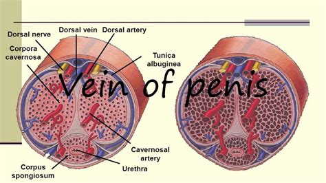 How To Pronounce Vein Of Penis Youtube