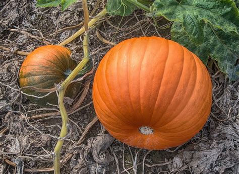 How To Grow Your Own Pumpkin Patch Garden Season Growing Guide