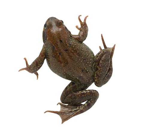 Frog Top View Pictures, Images and Stock Photos - iStock