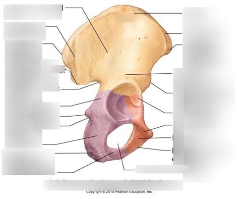 Ilium Bone Diagram | Quizlet