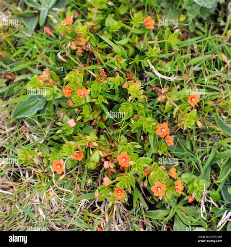 The Red Flowers Of A Scarlet Pimpernel Anagallis Arvensis Plant