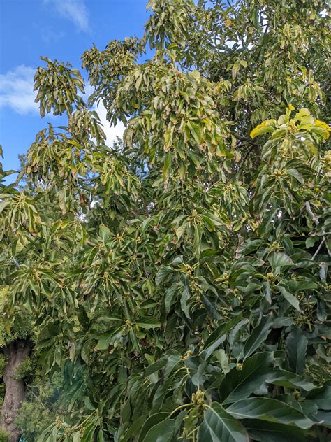 Upper Leaves Of Avocados Tree Curling In And Browning On The Edges