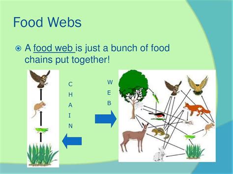 Ppt Food Chains And Food Webs Powerpoint Presentation Free Download