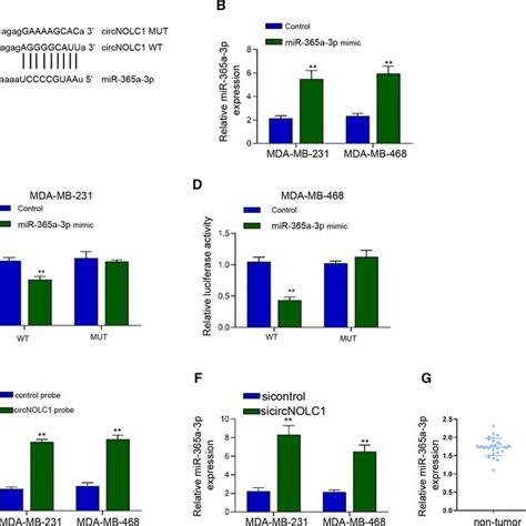 CircNOLC1 Function As A CeRNA For MiR 365a 3p A The Predicted Binding