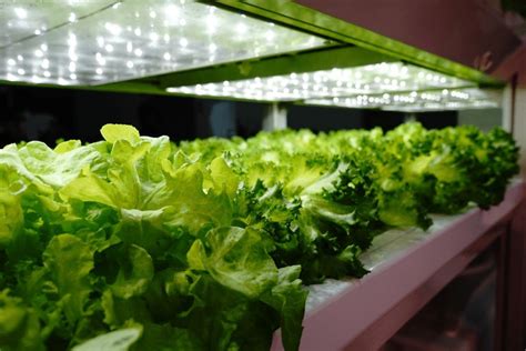 Best Indoor Hydroponic System Floorstanding The Smart Hydroponics