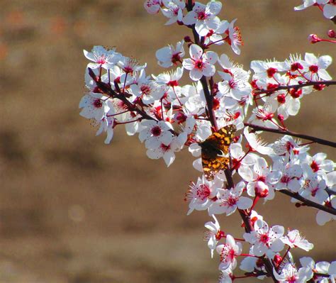 Papillon Fleur Le Printemps La Photo Gratuite Sur Pixabay Pixabay