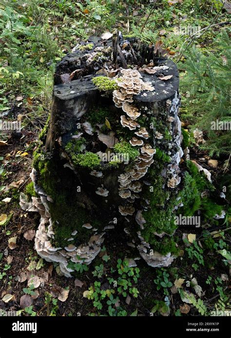 Tooth Fungus Hericium Sp Probably Tiered Tooth Fungus H