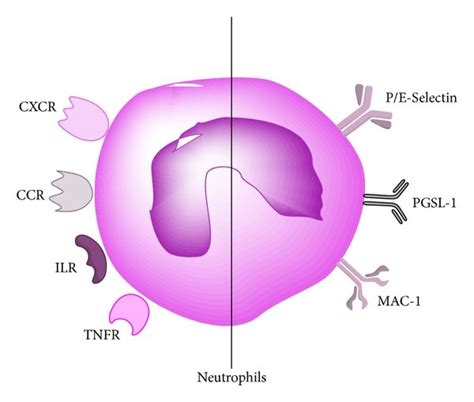 The Receptors The Left Related To Chemokines Ccr Cxcr And