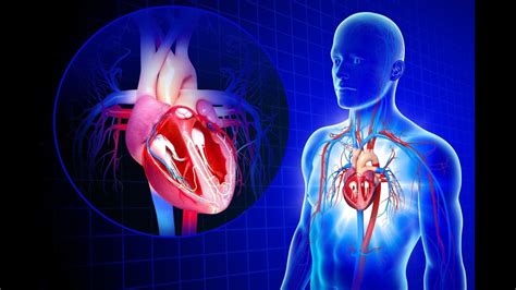 Review Of Cardiovascular System