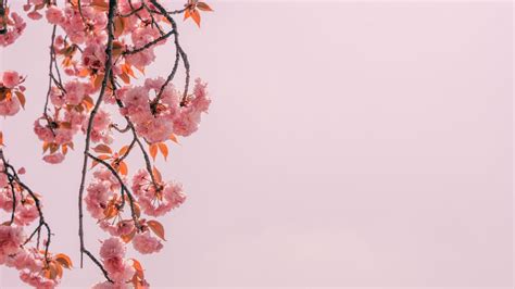 Обои ветка, цветы, розовый, цветение, весна картинки на рабочий стол ...