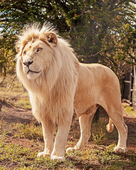 Interesting Photo of the Day: Majestic White Lion