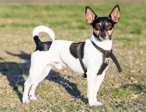 Rat Terrier Pit Mix Anything Terrier