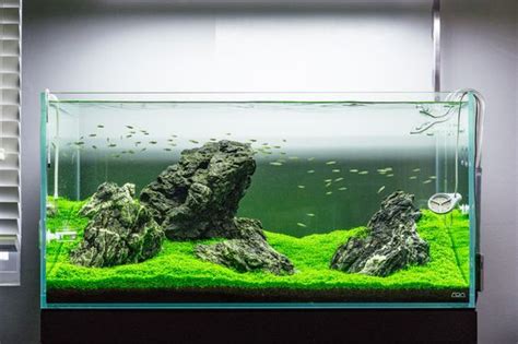 Desain Aquascape Batu Dan Kayu