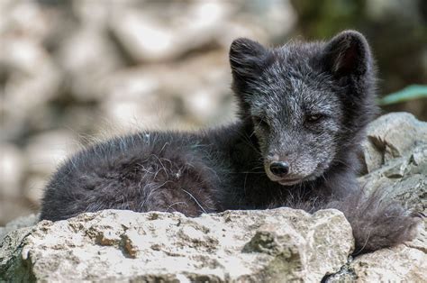 Pin Von Nicole Bauer Auf Animal Love Tiere