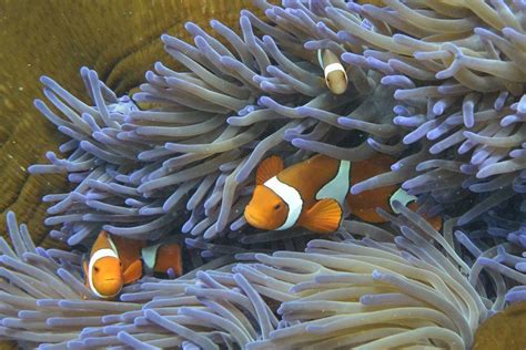 Coral Bleaching At The Great Barrier Reef In 25 Startling Photos