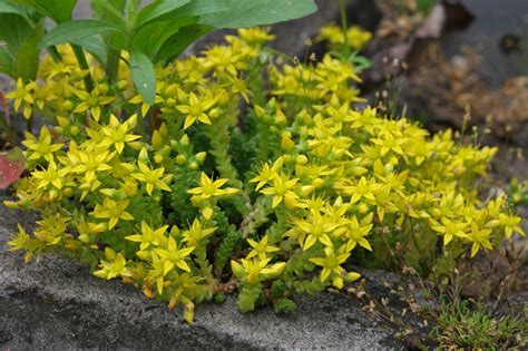 Características e cultivo do Sedum acre PlantaSonya O seu blog