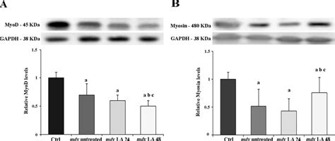 Myod And Myosin Heavy Chain Analysis In Control And Dystrophic Muscle