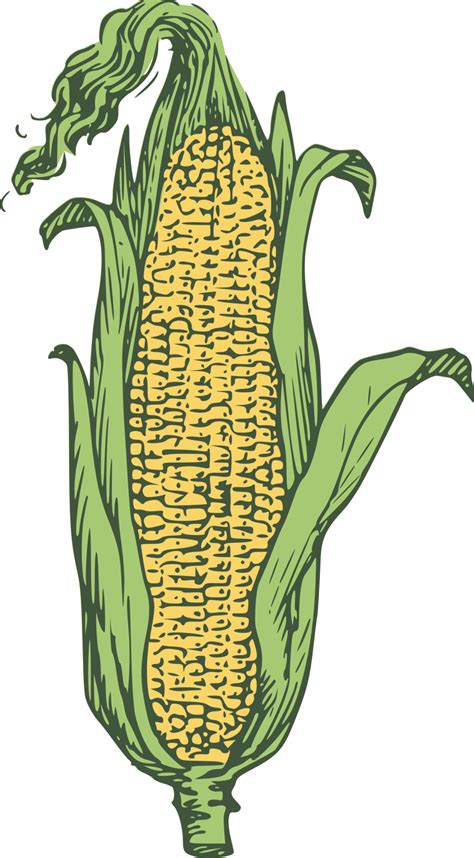 ear of corn - colored | Ears of corn, Clip art, Illustration