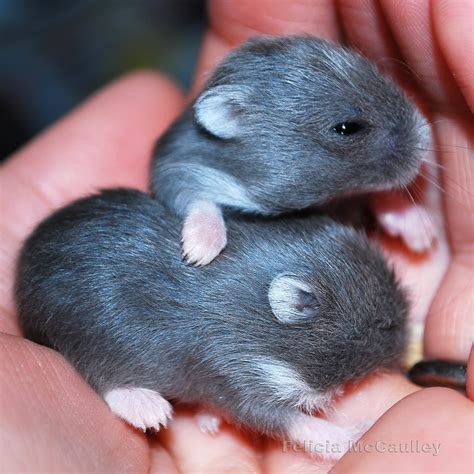 Philadelphia Hamster: Campbell's Dwarf Hamsters Available Now!