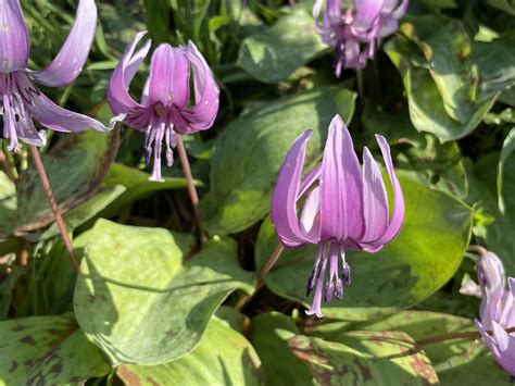 【豊橋市】春の訪れを告げる「カタクリの花」が見ごろを迎えています。 号外net 豊橋市・田原市