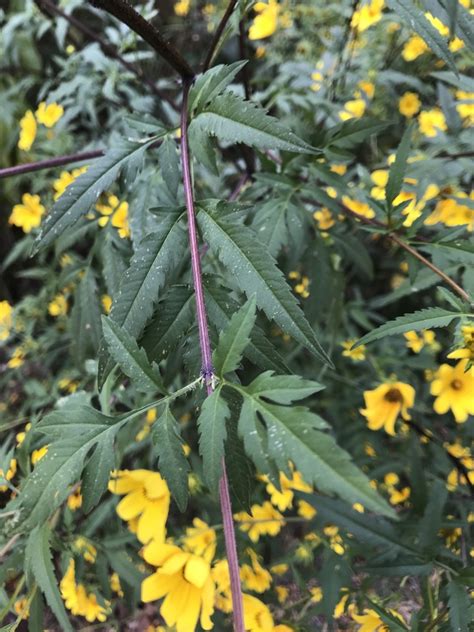 Bidens Aristosa Bearded Beggarticks Bur Marigold Long Bracted