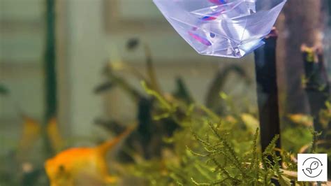 How To Acclimate Fish To New Tank The Complete Guide