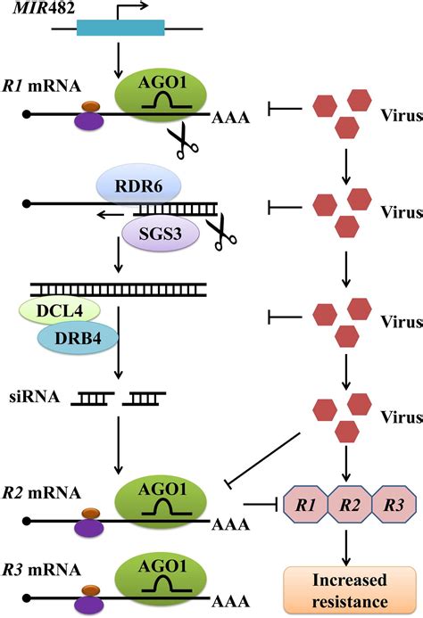 Frontiers Microrna Mediated Gene Silencing In Plant Defense And Viral