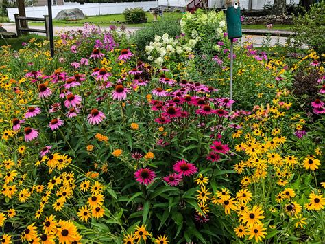 plant  pollinator garden   england tips  creating  buzzing
