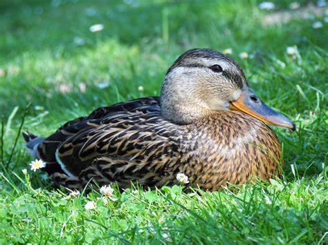 Mallard Duck Bird Aquatic Free Photo On Pixabay Pixabay