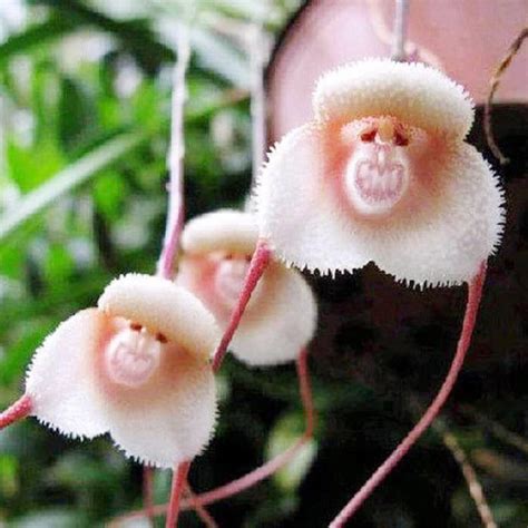 100 Rare Monkey Face Orchid Plant Seeds – Chicmatchy