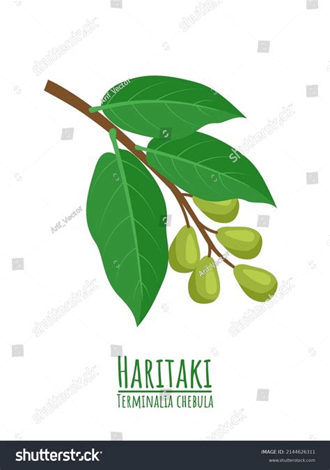 Haritaki Terminalia Chebula Medicinal Plant Ayurvedic Stock Vector