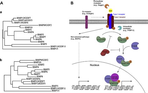 Figure From Bone Morphogenetic Protein Bmp Signaling In Development