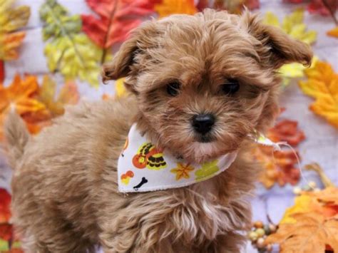 Malti Poo Puppy White W Cream Ears Id14348 Located At Petland Wichita