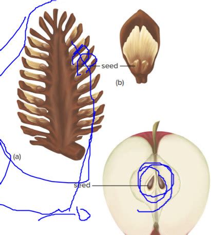 GYMNOSPERMS Flashcards Quizlet