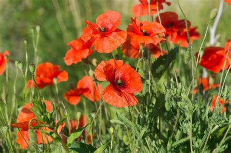 17 Pretty Poppy (Papaver) Varieties - No They're Not All Red ...