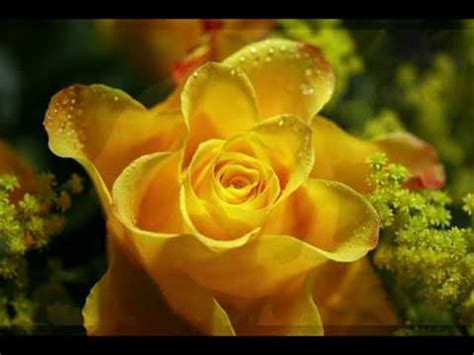 Bobbie Prins 18 Yellow Roses YouTube Music