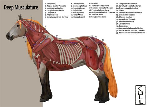 Equine Anatomy Deep Musculature by CullisHere on DeviantArt