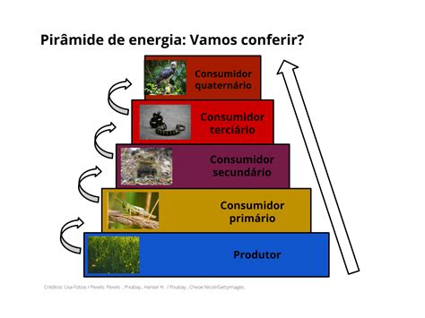 Plano De Aula O Ano Pir Mide Ecol Gica De Energia O Fluxo De