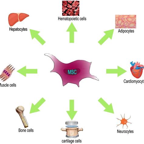 The Multidirectional Differentiation Potential Of Mscs Mscs Can