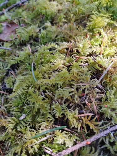 Oregon Beaked Moss Bryophyta Mosses Of Vancouver Island