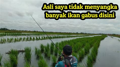 GAK NYANGKA BANYAK IKAN GABUS DI SPOT INI CASTING GABUS BANJARMASIN