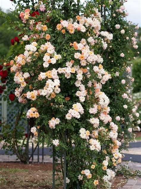 Rose, Phyllis Bide, バラ, フィリス バイド, | English roses, Climbing roses, Plants