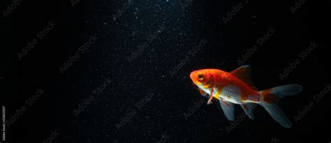 Goldfish in Aquarium with black background Stock Photo | Adobe Stock